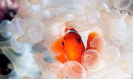 爆料小丑鱼视频大全最新